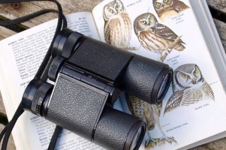6 Reasons Why Birdwatching is Important