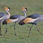 10 Places for Birding in Nairobi