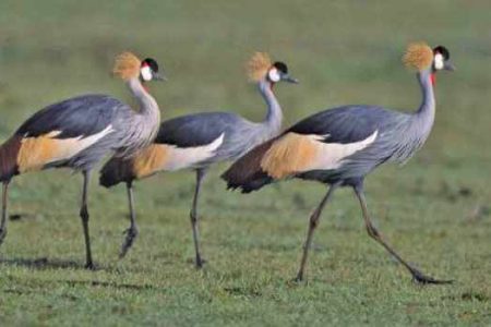 10 Places for Birding in Nairobi, Kenya