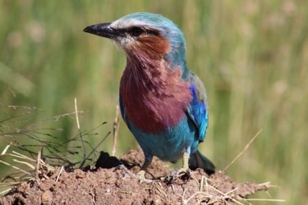Kenya Birdwatching Safari – 10 Facts to Know