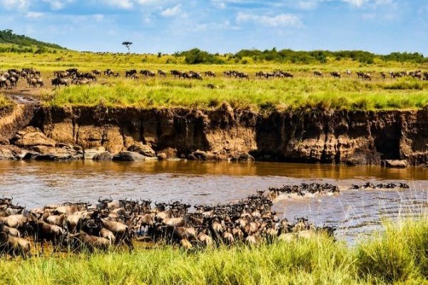 Wildlife Migration Safari Kenya