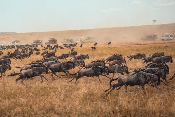 Msai Mara Safari 2024