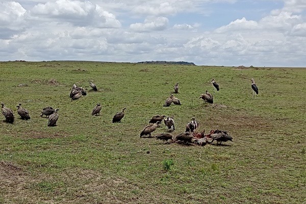 Masai Mara Plains
