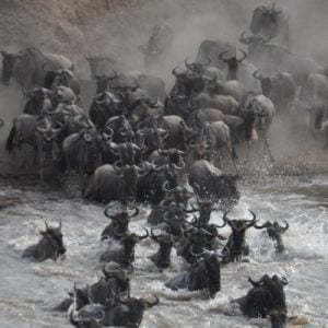 The Migration Luxury Kenya Safari 9 Days
