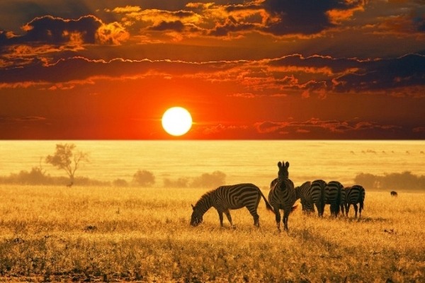 Africa Luxury Safari Specialist | Oluokos Signature