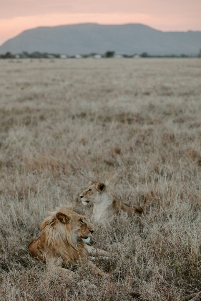Tanzania Wildebeest Migration Safari