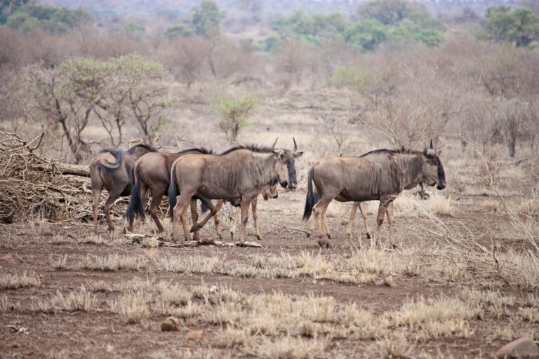 Facts About the Great Wildebeest Migration