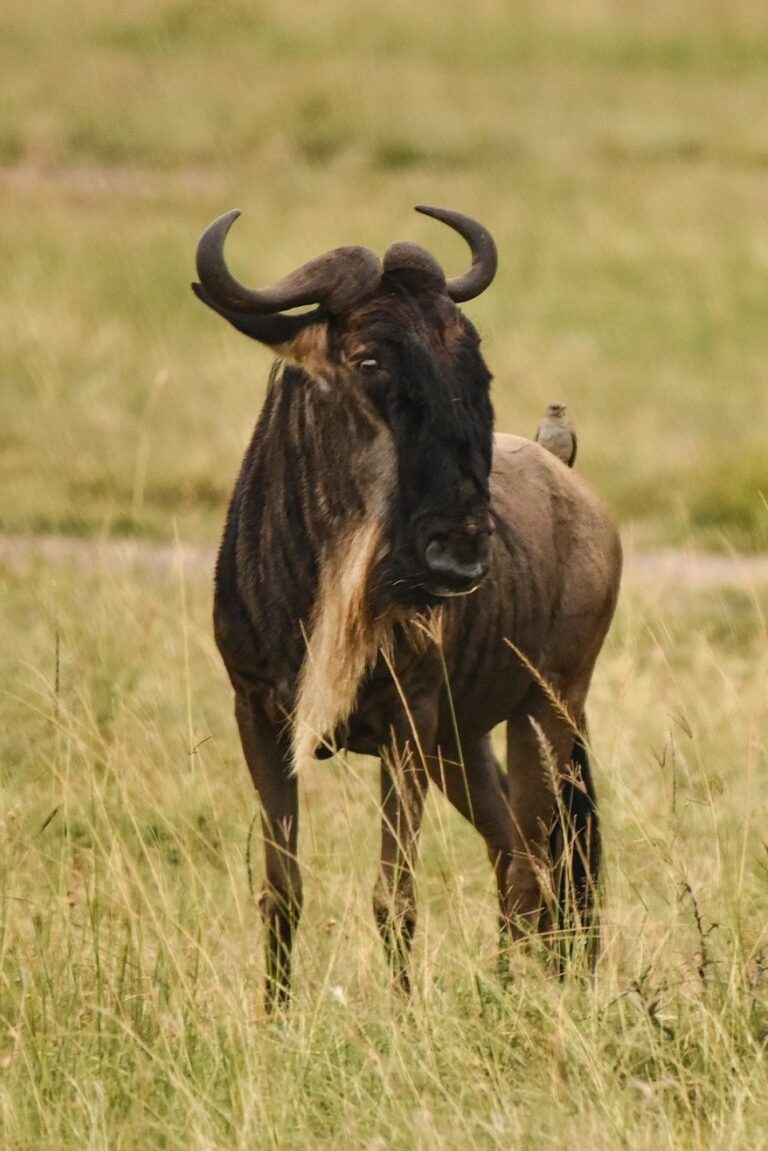 Gnu Safaris