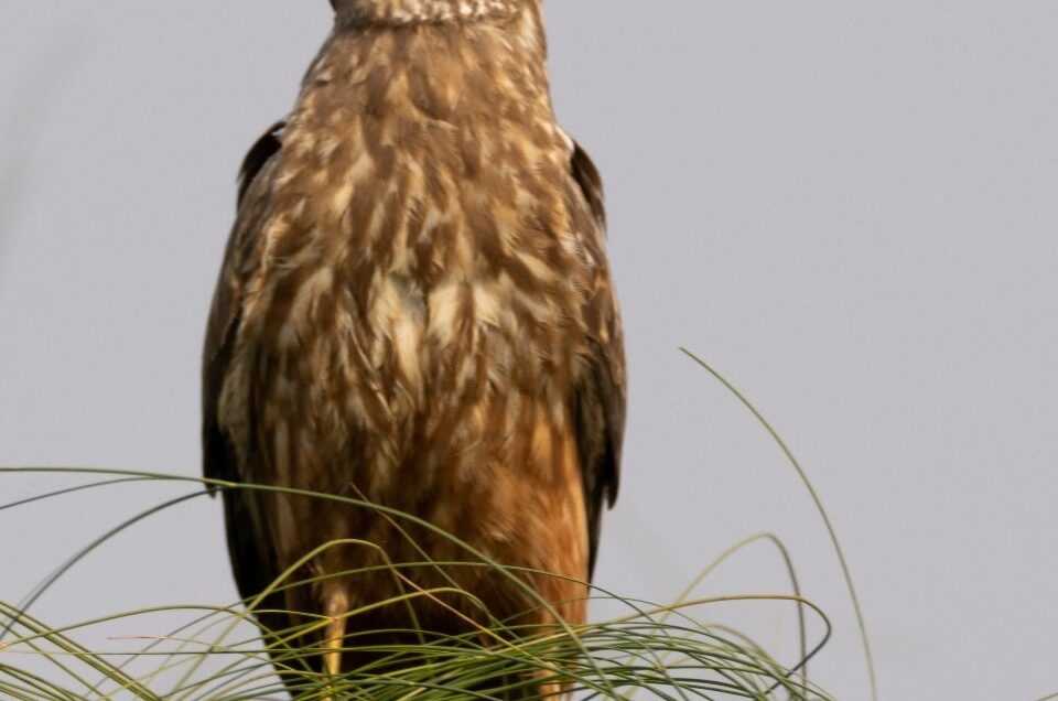 Bird Watching Safaris in Western Kenya