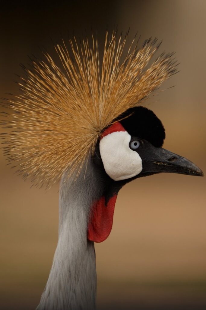 Birds of Kenya