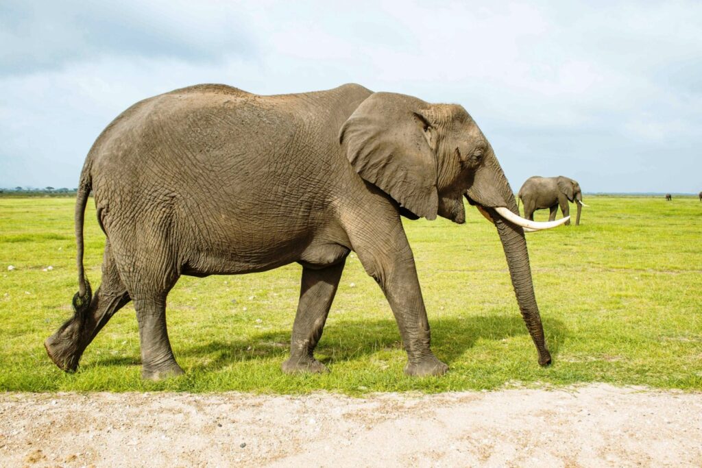 Custom Africa Luxury Safari Booking Request