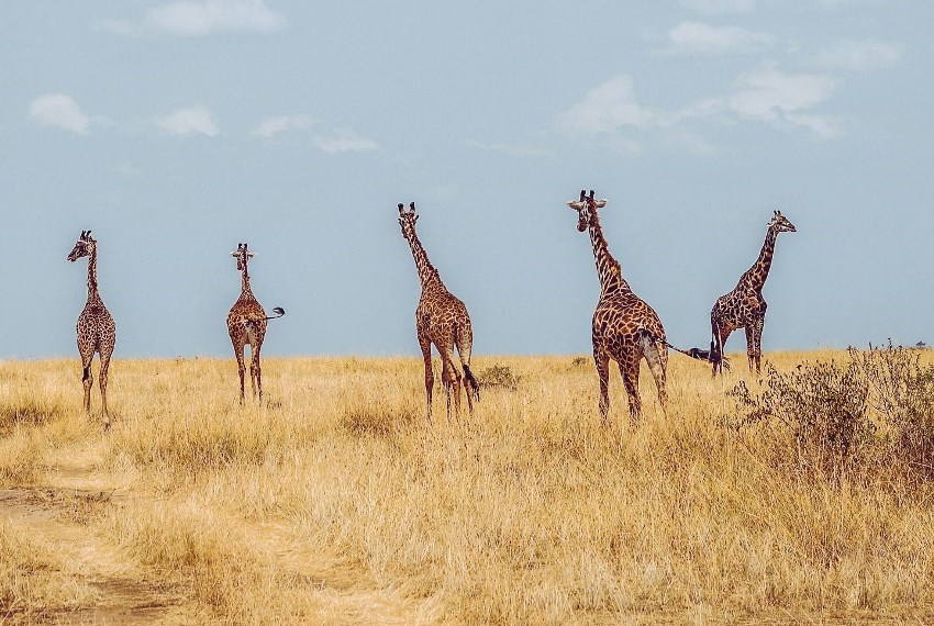 luxury tanzania safaris and tours pic 4
